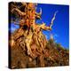 Gnarled Roots and Trunk of Bristlecone Pine, White Mountains National Park, USA-Wes Walker-Premier Image Canvas