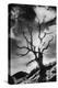 Gnarled Tree, the Black Mountains, Powys, Wales-Simon Marsden-Premier Image Canvas