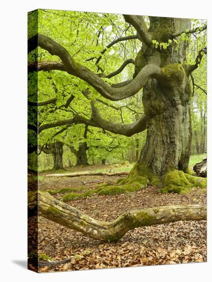 Gnarly Old Beeches in a Former Pastoral Forest in Early Spring, Kellerwald, Hessen, Germany-Andreas Vitting-Premier Image Canvas