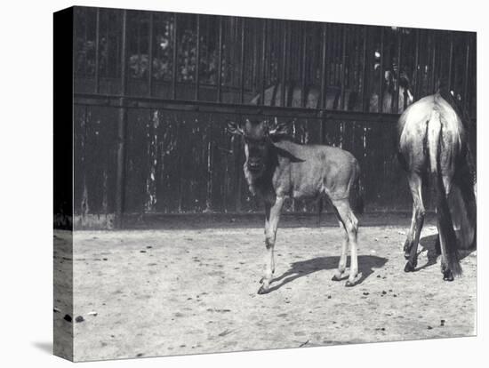Gnu or Wildebeest and Young at London Zoo, August 1917-Frederick William Bond-Premier Image Canvas