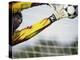 Goalie Attempting to Stop a Soccer Ball-null-Premier Image Canvas