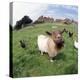 Goat Chickens and Farm-null-Premier Image Canvas
