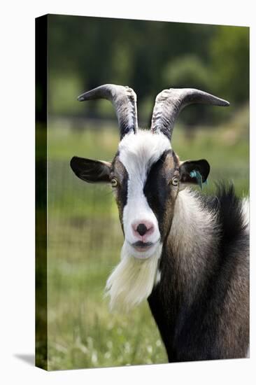 Goat Close-Up Head in Meadow-null-Premier Image Canvas