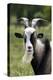 Goat Close-Up Head in Meadow-null-Premier Image Canvas