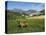 Goat in Spring Meadow, Agios Stefanos, Near Pefki, Lasithi Region, Crete, Greek Islands, Greece, Eu-Stuart Black-Premier Image Canvas