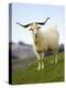 Goat, Taieri, near Dunedin, South Island, New Zealand-David Wall-Premier Image Canvas