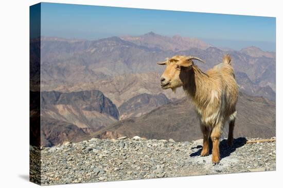 Goat with Al Hajar Mountains (Oman Mountains) in the background, close to Jebel Shams Canyon, Oman-Jan Miracky-Premier Image Canvas