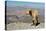 Goat with Al Hajar Mountains (Oman Mountains) in the background, close to Jebel Shams Canyon, Oman-Jan Miracky-Premier Image Canvas