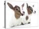 Goats 001-Andrea Mascitti-Premier Image Canvas