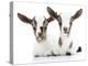 Goats 002-Andrea Mascitti-Premier Image Canvas