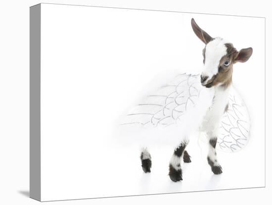 Goats 003-Andrea Mascitti-Premier Image Canvas