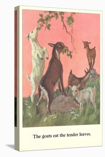 Goats Eat Tender Leaves-null-Stretched Canvas