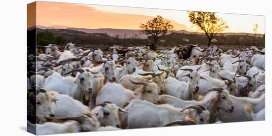 Goats in Andalucia, Spain, Europe-John Alexander-Premier Image Canvas
