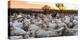 Goats in Andalucia, Spain, Europe-John Alexander-Premier Image Canvas