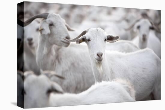 Goats in Andalucia, Spain, Europe-John Alexander-Premier Image Canvas