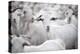 Goats in Andalucia, Spain, Europe-John Alexander-Premier Image Canvas