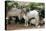 Goats, Kefalonia, Greece-Peter Thompson-Premier Image Canvas