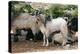 Goats, Kefalonia, Greece-Peter Thompson-Premier Image Canvas