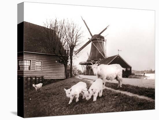 Goats, Laandam, Netherlands, 1898-James Batkin-Premier Image Canvas