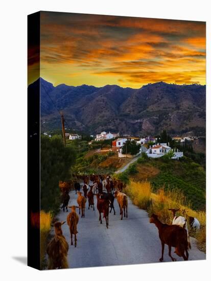 Goats on the Frigiliana Campo, Malaga Province, Andalucia, Spain-Panoramic Images-Premier Image Canvas