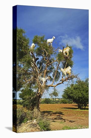 Goats on Tree, Morocco, North Africa, Africa-Jochen Schlenker-Premier Image Canvas