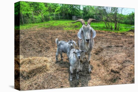 Goats-Robert Goldwitz-Premier Image Canvas