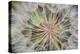 Goatsbeard Seeds in Summer in Whitefish, Montana, USA-Chuck Haney-Premier Image Canvas