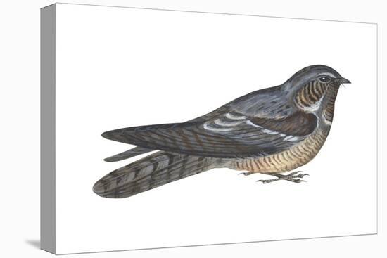 Goatsucker or Nightjar (Caprimulgus Europaeus), Birds-Encyclopaedia Britannica-Stretched Canvas