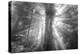 God Beams and The Redwoods (Black and White)-Vincent James-Premier Image Canvas