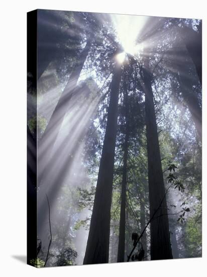 God Beams in Fog, Giant Redwoods, Del Norte Coast State Park, California, USA-Jamie & Judy Wild-Premier Image Canvas