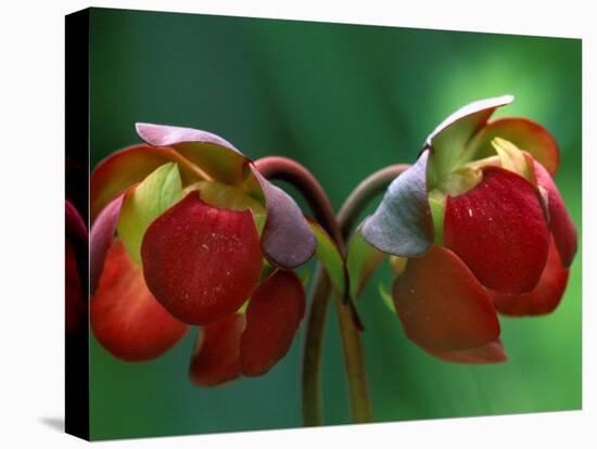 God Rays on Pitcher Plant Blossom, St. Ignace, Michigan, USA-Claudia Adams-Premier Image Canvas