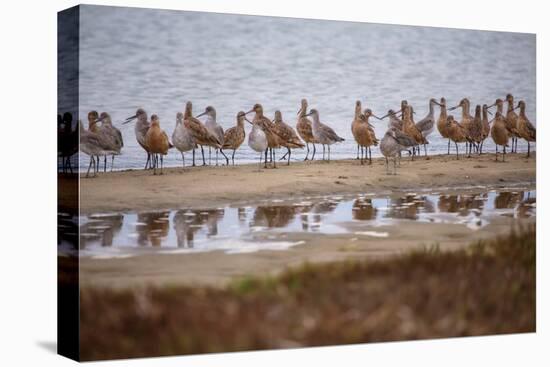 Godwit GetTogether-Vincent James-Premier Image Canvas