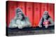 Goin Ape Down at the Monkey Bars-Will Bullas-Premier Image Canvas