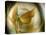 Gold Angel-Ursula Abresch-Premier Image Canvas