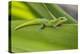 Gold Dust Day Gecko On Leaf In Hawaii-Karine Aigner-Premier Image Canvas