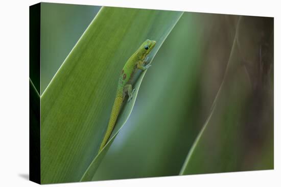 Gold Dust Day Gecko On Leaf In Hawaii-Karine Aigner-Premier Image Canvas