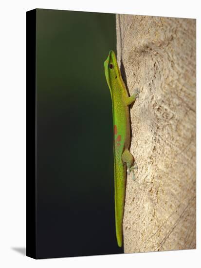 Gold dust day gecko, Phelsuma laticarda, Kapoho, Hawaii-Maresa Pryor-Premier Image Canvas