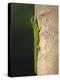 Gold dust day gecko, Phelsuma laticarda, Kapoho, Hawaii-Maresa Pryor-Premier Image Canvas