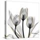 Gold Embellished Tulips 5-Albert Koetsier-Premier Image Canvas