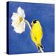 Gold Finch on White Cosmos-Shirley Novak-Stretched Canvas