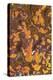 Gold Leaf Agate-Darrell Gulin-Premier Image Canvas