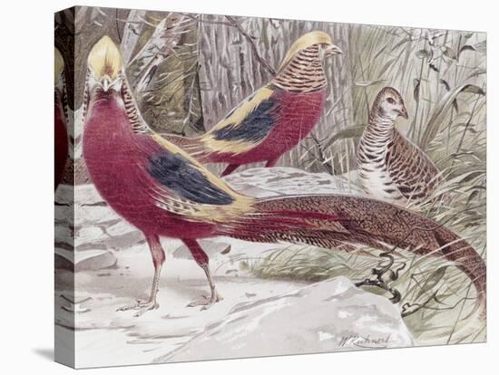 Gold Pheasant-Wilhelm Kuhnert-Premier Image Canvas