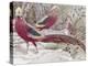 Gold Pheasant-Wilhelm Kuhnert-Premier Image Canvas