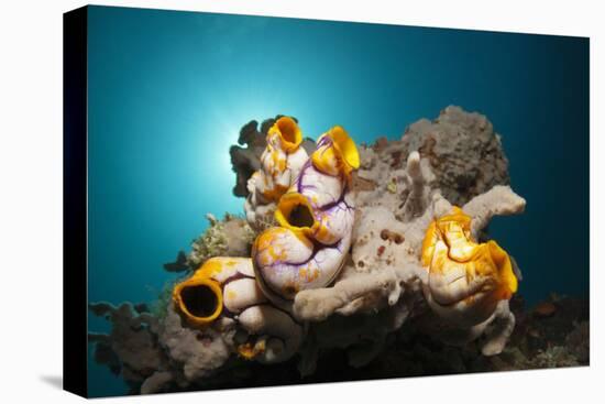 Gold-Sea Squirts in the Reef, Polycarpa Aurata, Ambon, the Moluccas, Indonesia-Reinhard Dirscherl-Premier Image Canvas