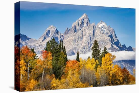 Golden aspen trees and Cathedral Group, Grand Teton National Park.-Adam Jones-Premier Image Canvas