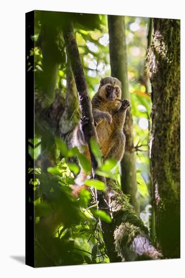 Golden Bamboo Lemur (Hapalemur Aureus) Male Eating Bamboo-Shoot-Konrad Wothe-Premier Image Canvas