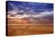 Golden Beach-Aaron Matheson-Premier Image Canvas