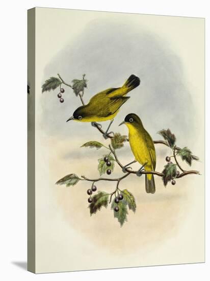 Golden-Bellied White-Eye (Zosterops Uropygialis)-null-Premier Image Canvas