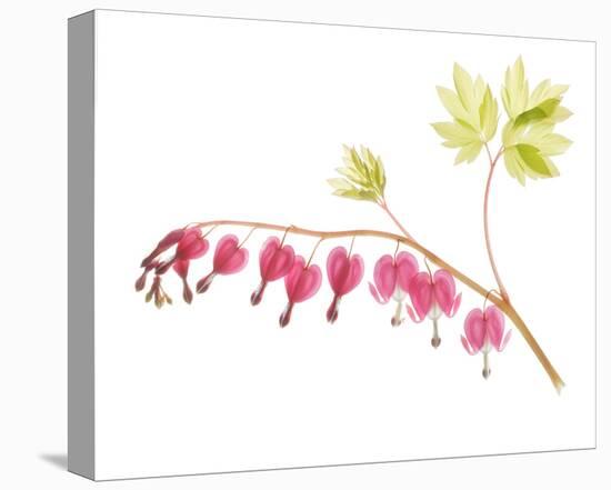 Golden Bleeding Heart-Judy Stalus-Stretched Canvas