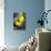 Golden Butterflyfish Pair-Georgette Douwma-Premier Image Canvas displayed on a wall
